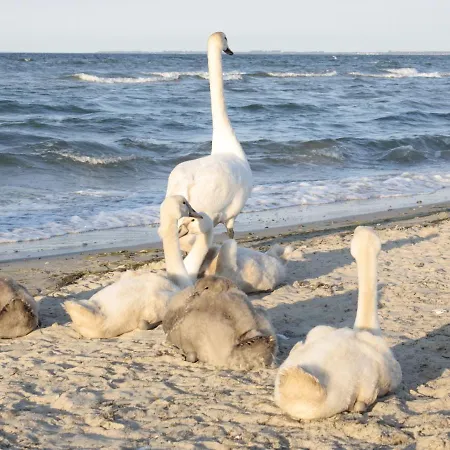 In Nahe Der Ostsee Mit Eingezaeuntem Garten Apartment *